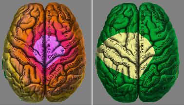 Neuro metabolism activity mapper