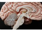 21 pineal gland1342804307342 Copy 3 1 ... (Click to enlarge)