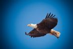 eagle 1029909 960 720 ... (Click to enlarge)
