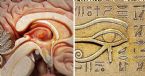 zz pineal gland biggest secrets third eye Copy 2  ... (Click to enlarge)