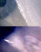 Tapeworm? ... (Click to enlarge)
