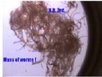 mass of worms ... (Click to enlarge)