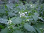 Flowering Nettles ... (Click to enlarge)