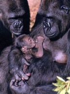 gorilla ... (Click to enlarge)