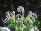 borage glistening ... (Click to enlarge)