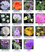 edible flowers ... (Click to enlarge)