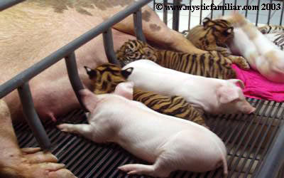 pig_mother_feeds_tiger_babies.jpg