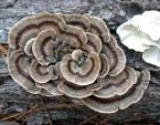 Coriolus Versicolor Mushroom ... (Click to enlarge)