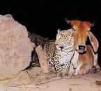 cow mother and leopard baby ... (Click to enlarge)