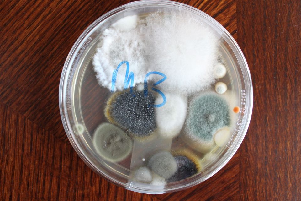 mold petri dish toxic curezone forums