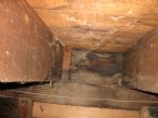 mold