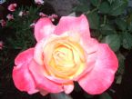 DSCF2036