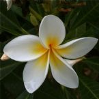 IMG 0930 800sq