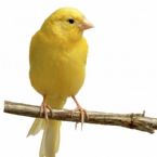 canary2 ... (Click to enlarge)