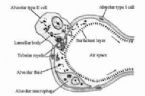 alveolus ... (Click to enlarge)