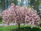 cherry blossom ... (Click to enlarge)