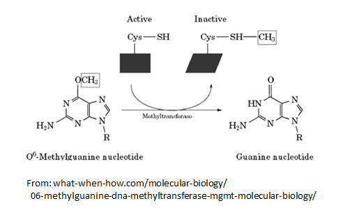 //www.curezone.org/upload/_C_Forums/Candida/O6_methylguanine_DNA_transferase.png