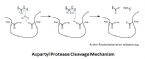 aspartyl protease cleavage mechanism ... (Click to enlarge)