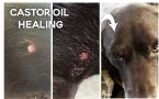 KNOX CASTOR OIL HEALING 2