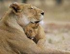 lion love