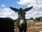 Mule DonkeyMale HorseFemale