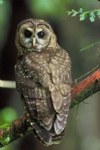 Northern Spotted Owl USFWS