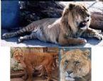 liger