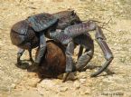 Coconut Crab 11 ... (Click to enlarge)