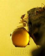 ants 03 ... (Click to enlarge)