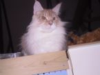 Bee on his throne 2012