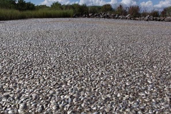 //www.curezone.org/upload/_G_H_Forums/dead_fish.jpg