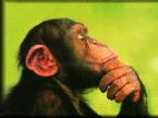chimp