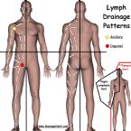Lymph chart ... (Click to enlarge)