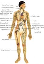 MANUAL LYMPH DRAINAGE aka vodder technique ... (Click to enlarge)