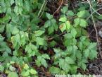 poison ivy leaf 2 ... (Click to enlarge)