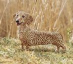 African wiener dog 256 ... (Click to enlarge)