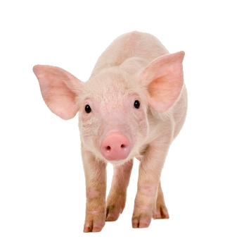 pig squeezamal