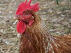 chickodine