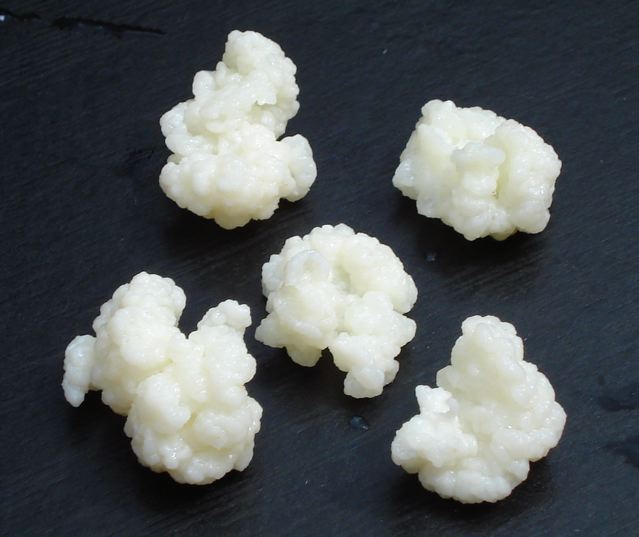 Kefir Grains Kefir Grains
