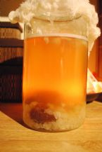 Water kefir Grains