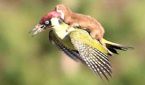 weasel woodpecker