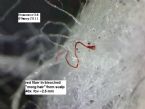 red fiber scalp 9may11 ... (Click to enlarge)