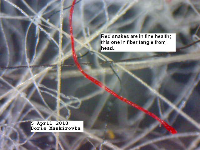 Image: redsnake 5apr10 Image: redsnake 5apr10