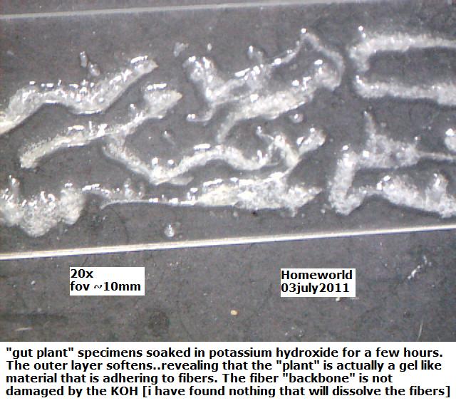 //www.curezone.org/upload/_M_Forums/Morgellons/FHW/stool/kohonplants3jul11.jpg