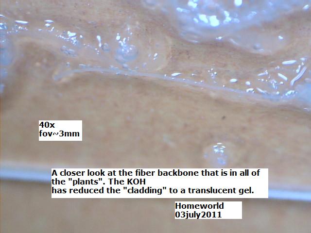 //www.curezone.org/upload/_M_Forums/Morgellons/FHW/stool/kohplan_cu3jul11.jpg