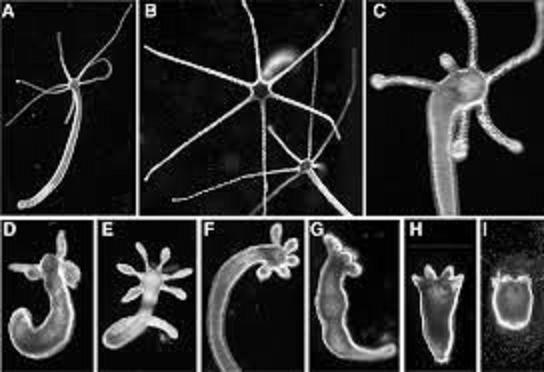//www.curezone.org/upload/_M_Forums/Morgellons/images_1_.jpg