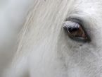 detail of white horse head with long eye lashes ... (Click to enlarge)