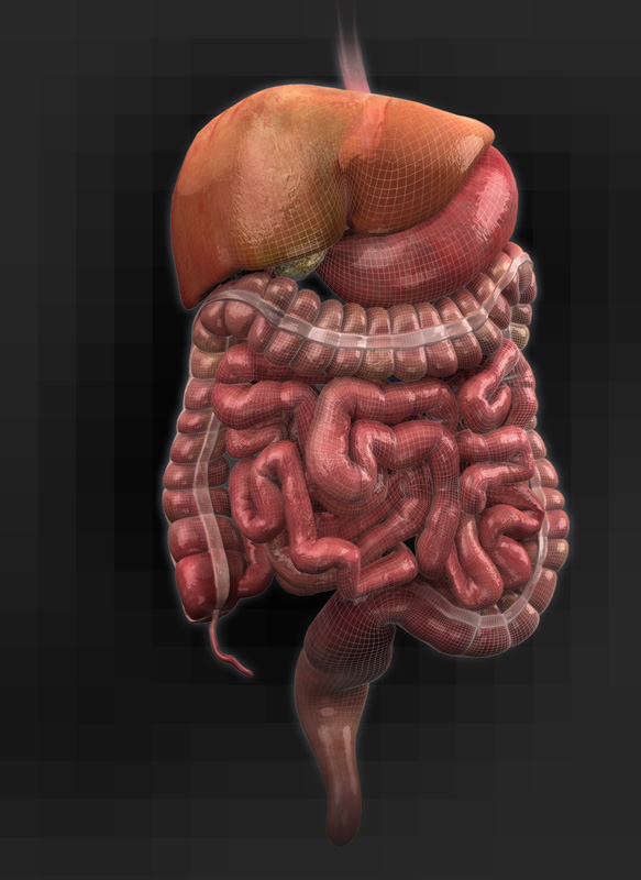 //www.curezone.org/upload/_N_Forums/Natural_Heali/Female_Digestive_System_ref02.jpg