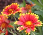 Flowers of the Field