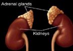 Adrenal Glands